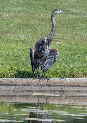 One last look at the young heron