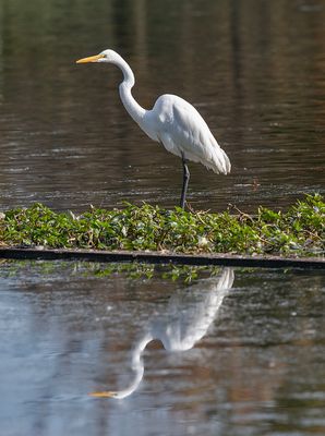 The great egret saga: Posing (2/6)