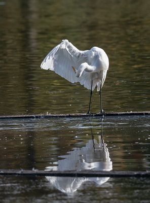 The great egret saga: Hard to reach places (4/6)