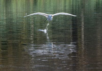 The great egret saga: On its way (5/6)