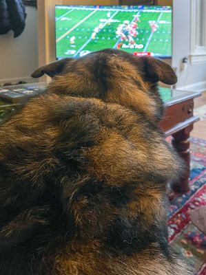 Queenie the football fan