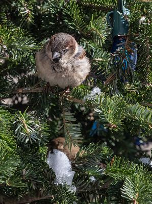 Puffed-up sparrow