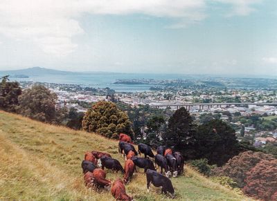 Cows eye view of Auckland