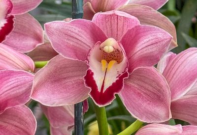 'Orchids: Amazing Adaptations' at the Smithsonian