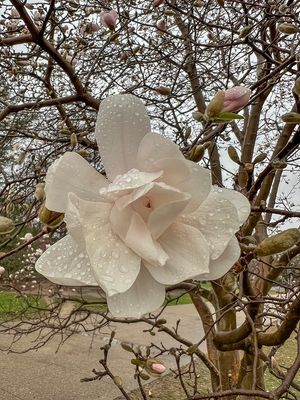 Magnolia explosion in the park