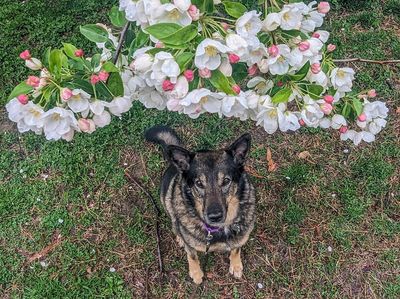 Queenie under the cherry blossoms