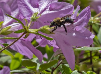 Bee mimic enjoying an azalea