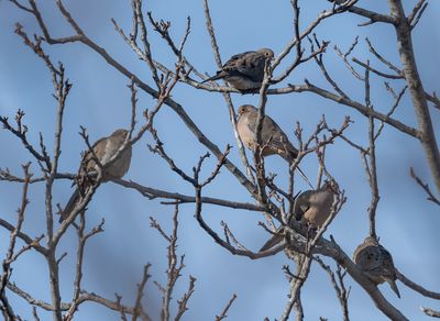 Bird trials