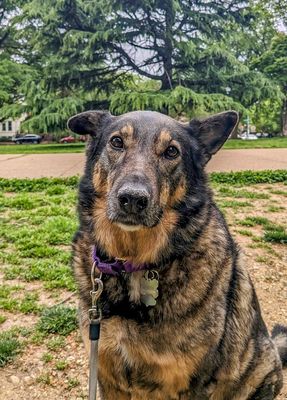 Queenie, our 9-year-old rescue dog