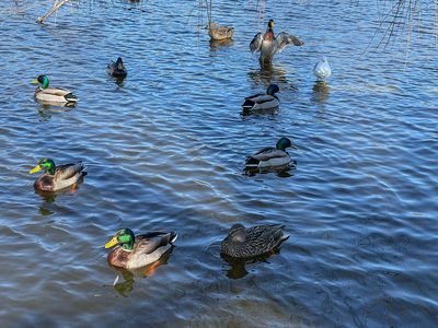 Birds at Constitution Gardens on the National Mall