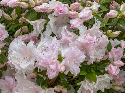 Azalea explosion