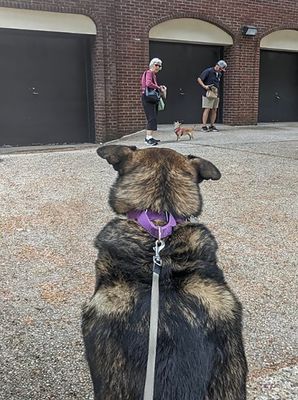 Queenie waiting for Mary and treats