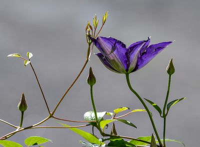 Our clematis has recovered