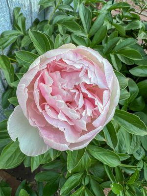 Peony revival