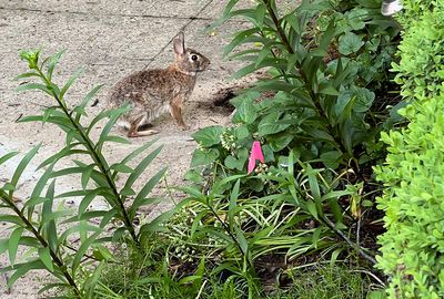 12th Street NE resident