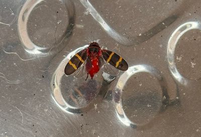 Surprise visitor