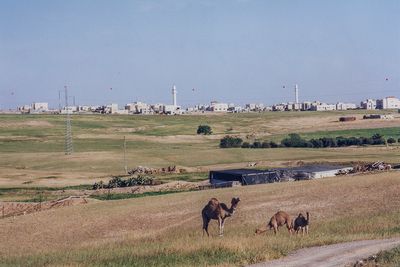 Bedouin camp, Israeli countryside