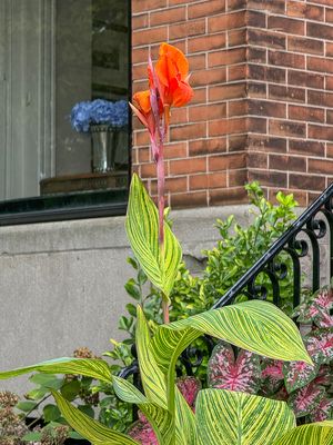 Last flowers of summer