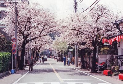 Cherry blossoms in Yokohama