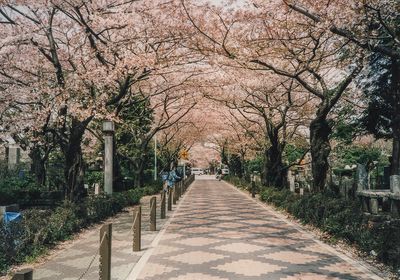 Cherry blossoms, Tokyo