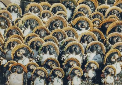 Tanuki galore, Shigaraki