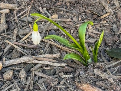 First flower of spring