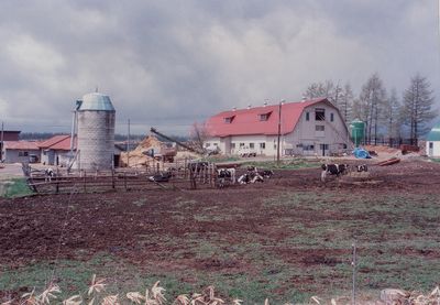 Dairy farm, Hokkaido