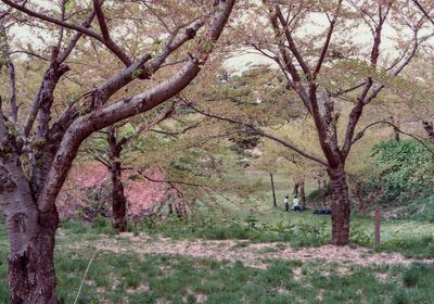 Hokkaido park
