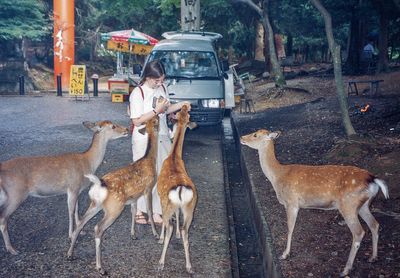 Meeting some of the famous deer in Nara