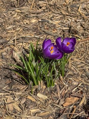 More evidence of spring