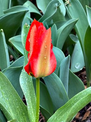 First tulip