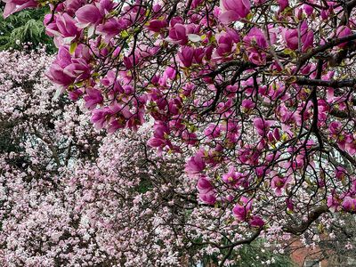 Spring in the park