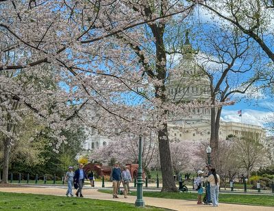 Cherry blossoms at the US Capitol