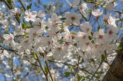 Cherry blossoms up close and personal