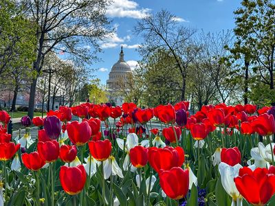 Capitol tulips