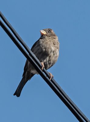 Bird trials