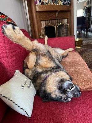 Queenie, our 9-year-old rescue dog