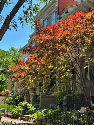 Spring color on Capitol Hill