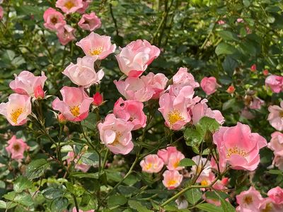 Roses galore
