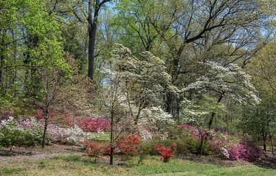National Arboretum: Now and in Retrospect