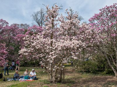 National Arboretum: Now and in Retrospect