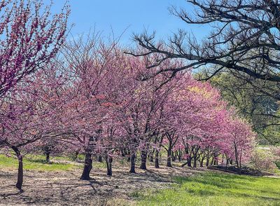 National Arboretum: Now and in Retrospect