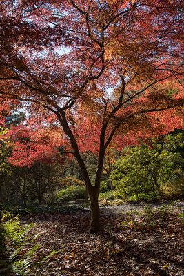 National Arboretum: Now and in Retrospect