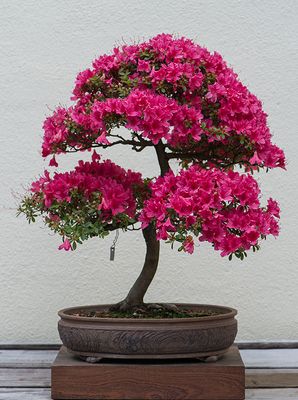 Arboretum in years past: National Bonsai & Penjing Museum