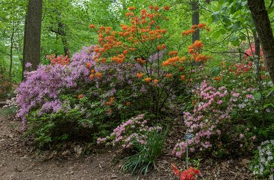 National Arboretum: Now and in Retrospect