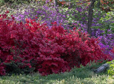 National Arboretum: Now and in Retrospect