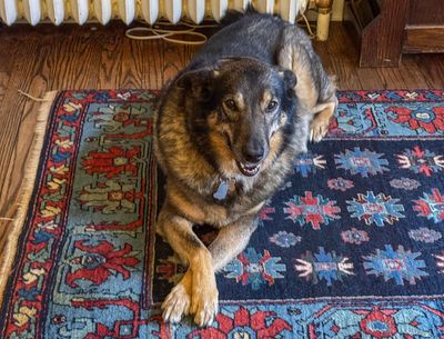 Queenie, our 9-year-old rescue dog