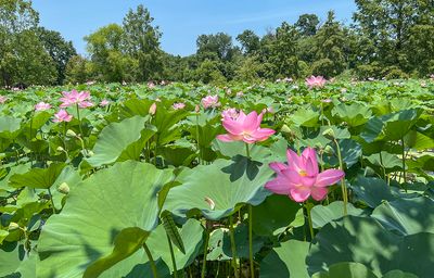 Return to Kenilworth Park and Aquatic Gardens