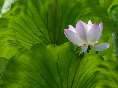 Return to Kenilworth Park and Aquatic Gardens