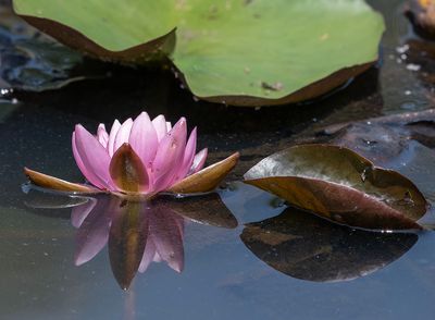 Water lily reflections